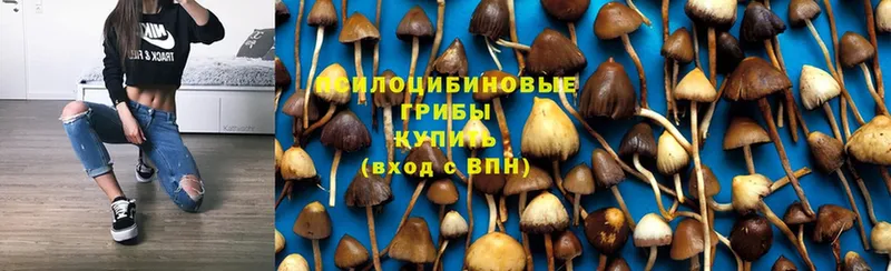 Псилоцибиновые грибы Psilocybine cubensis  mega как зайти  Весьегонск 